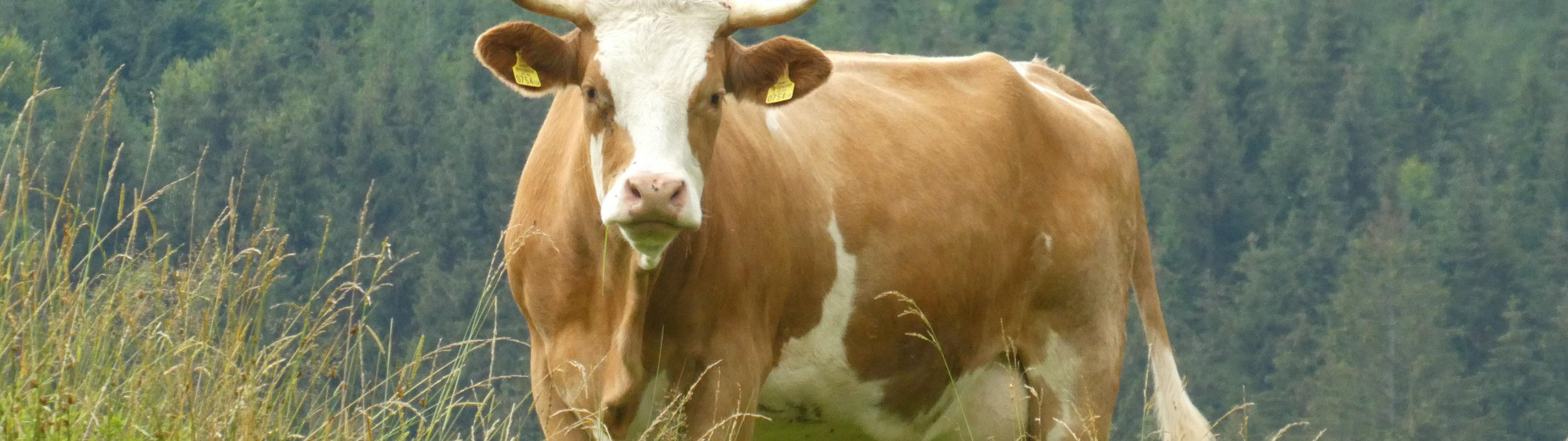 Narrenhaus sillweg fohnsdorf kuh
